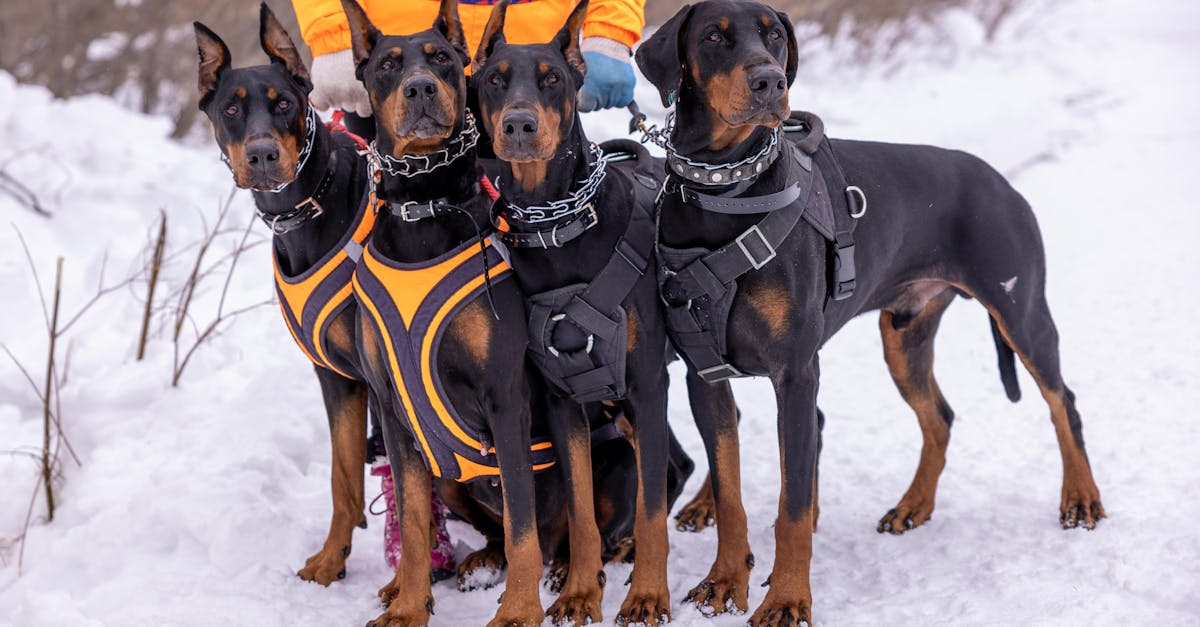 Four Doberman dogs wearing harnesses on a snowy path outdoors with a person.