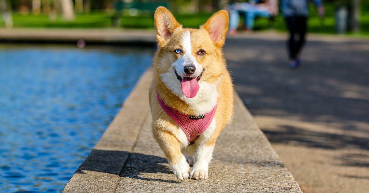 Home Cute corgi walking joyfully by the pond in the park on a sunny day.